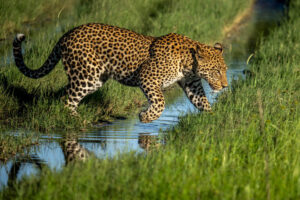 Leopard Mosaic