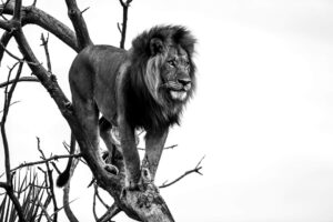 Lions Eye View