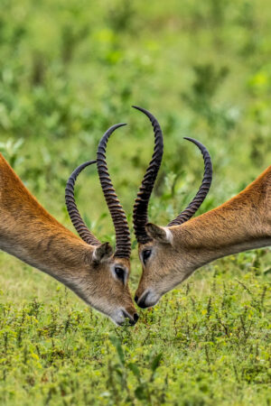 Powerful Symmetry