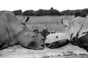 Rhino Test
