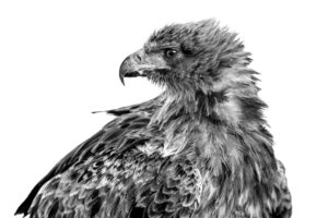 Tawny