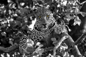 The Watcher