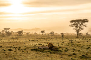 Wild Hearts