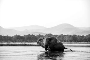 Zambezi Crossings